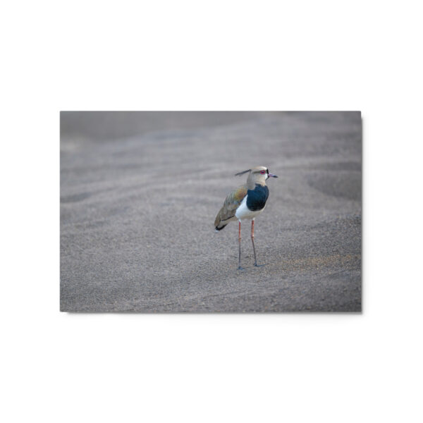 Southern lapwing! Metal prints - Image 5