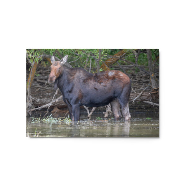 Portrait of a Mama Moose! Metal prints - Image 5
