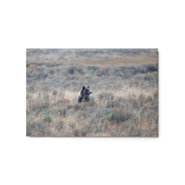 Grizzly bear! Metal prints - Image 5