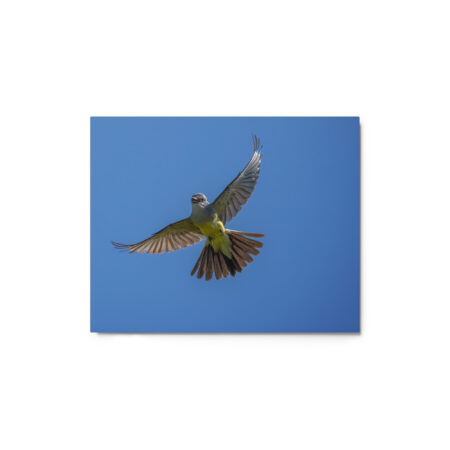 Western Kingbird Hovering Blue Sky! Metal prints