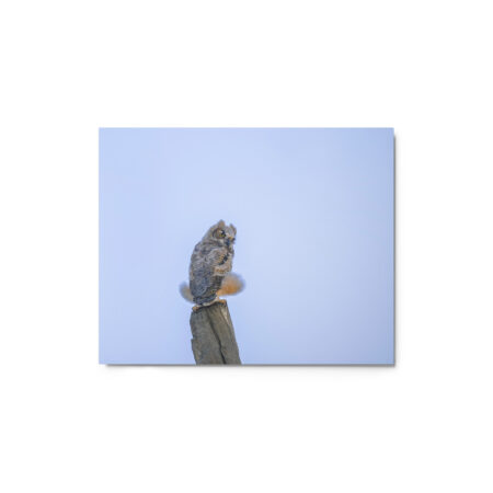 Baby Great Horned Owl! Metal prints