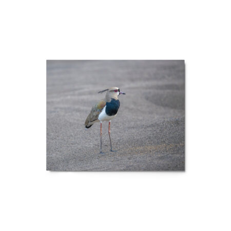 Southern lapwing! Metal prints