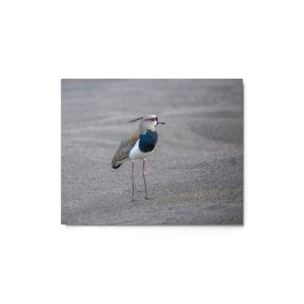 Southern lapwing! Metal prints