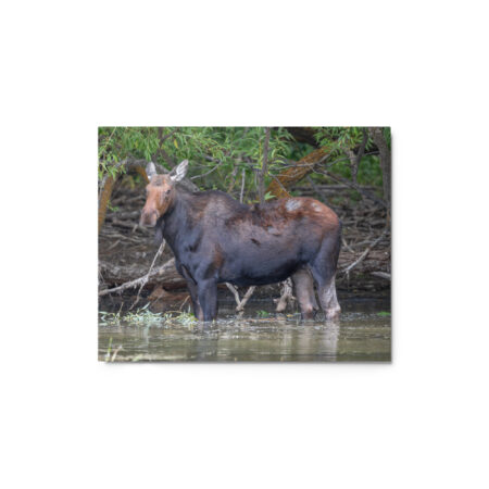 Portrait of a Mama Moose! Metal prints