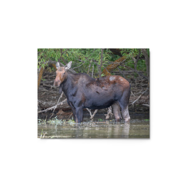 Portrait of a Mama Moose! Metal prints