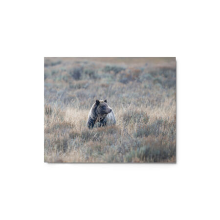 Grizzly bear! Metal prints