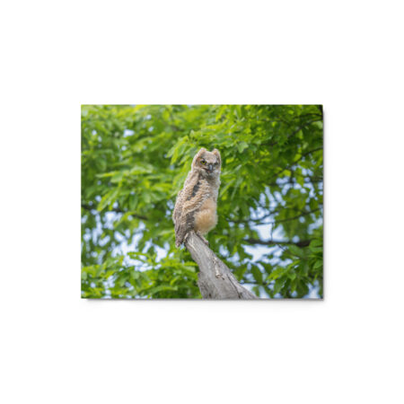 Baby Great horned owl! Metal prints