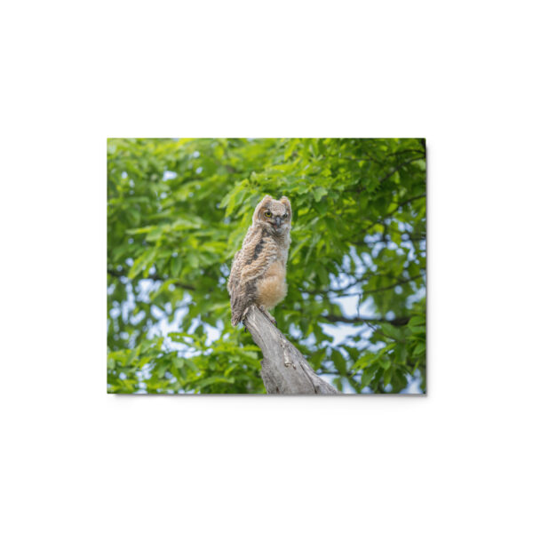 Baby Great horned owl! Metal prints