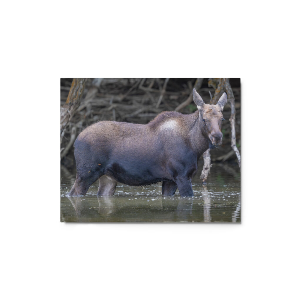 Baby Moose! Metal prints