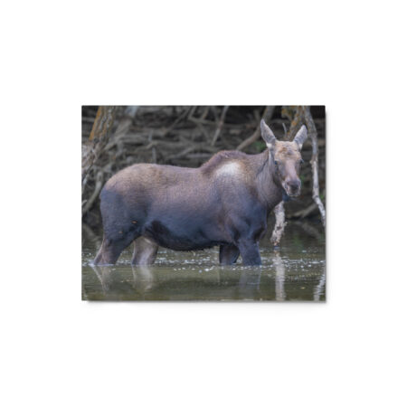 Baby Moose! Metal prints