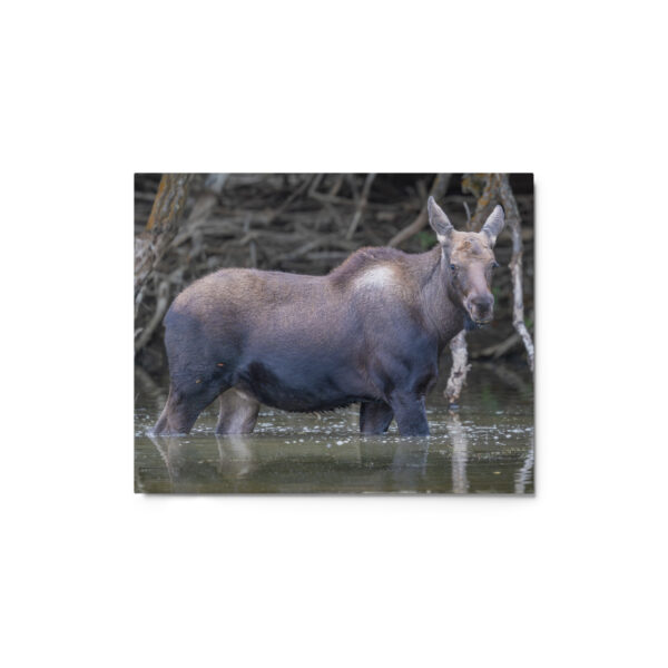 Baby Moose! Metal prints