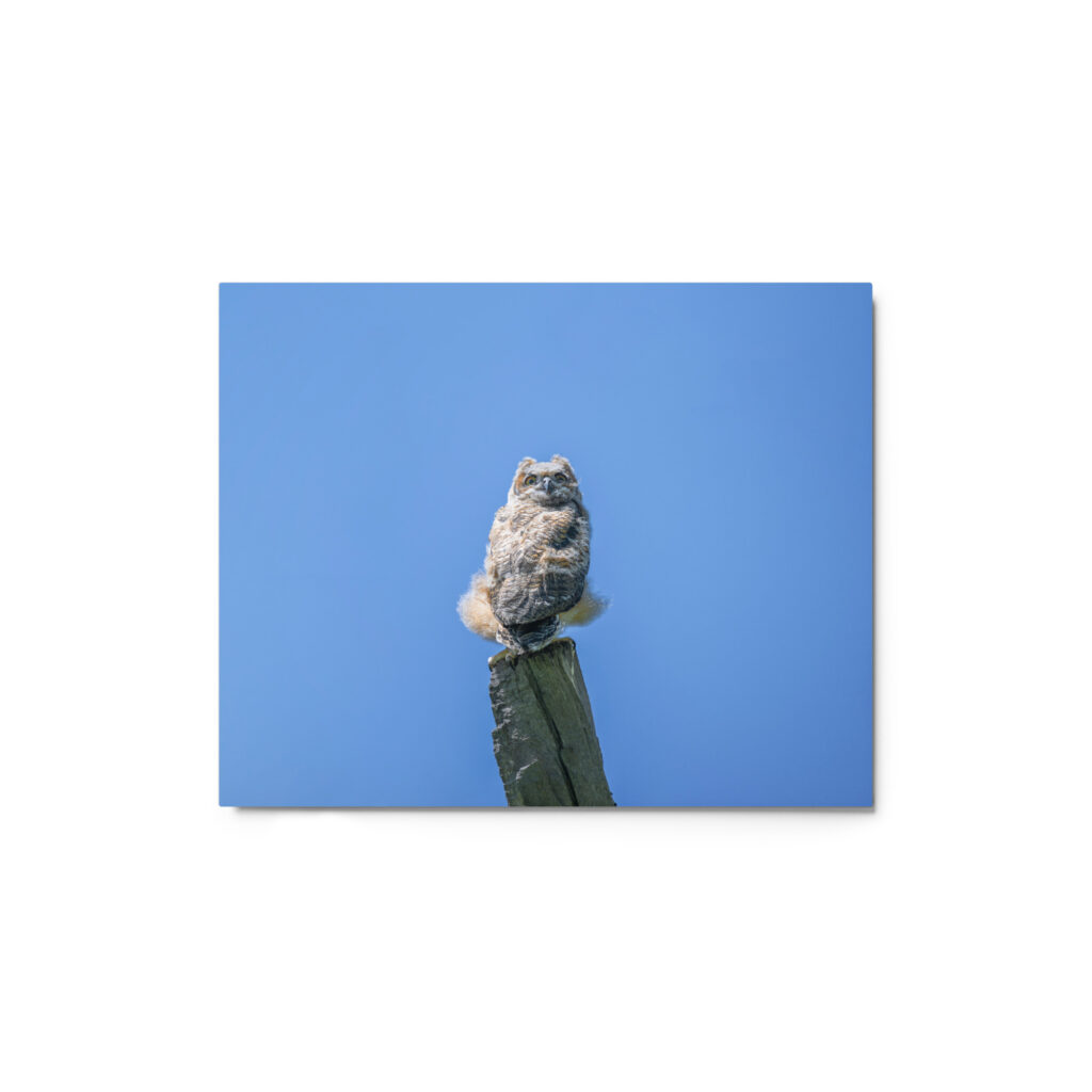 Baby Great horned owl! Metal prints