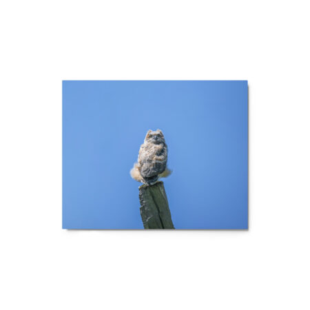 Baby Great horned owl! Metal prints
