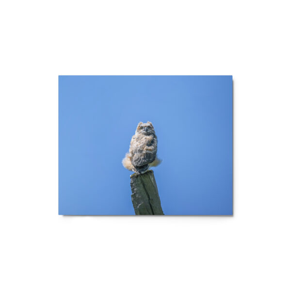 Baby Great horned owl! Metal prints