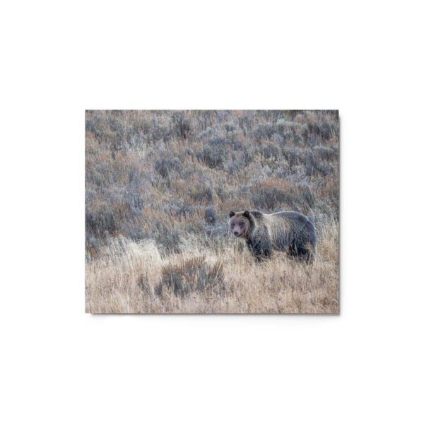 Grizzly bear! Metal prints