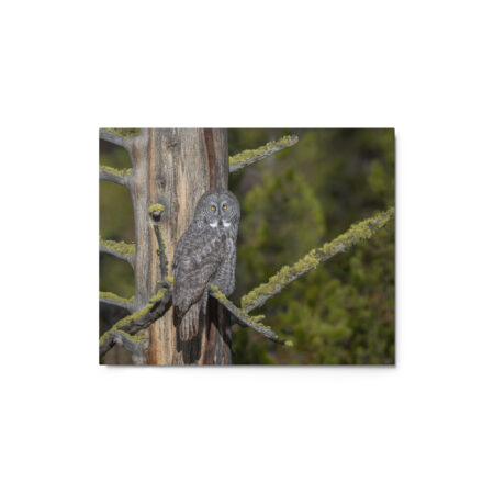 Great Grey Owl Basking in the Sun! Metal prints