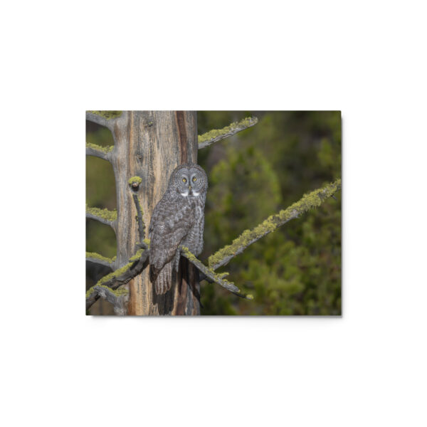Great Grey Owl Basking in the Sun! Metal prints