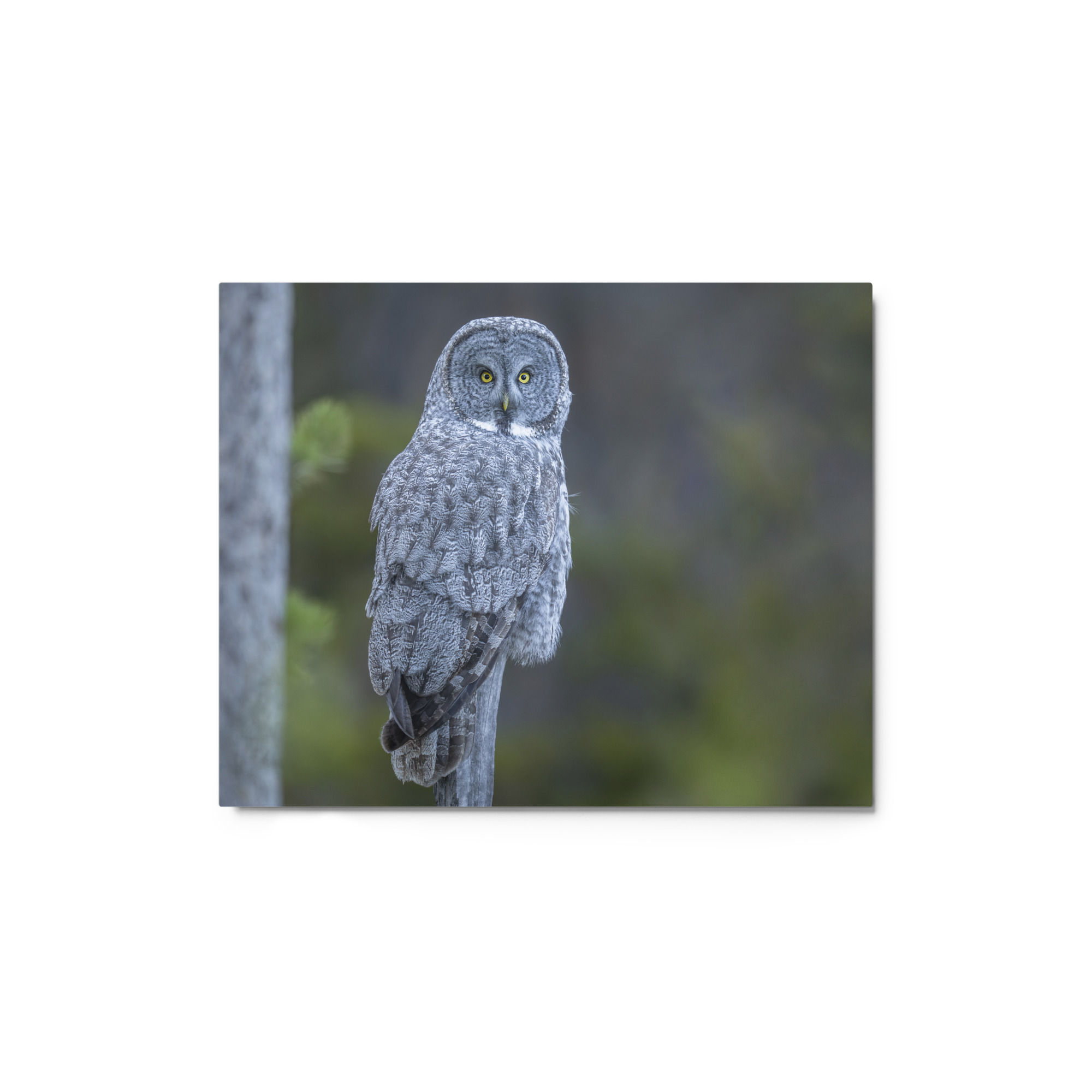 Great Grey Owl! Metal prints - Image 2