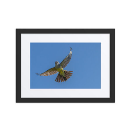 Western Kingbird Hovering Blue Sky! Framed poster