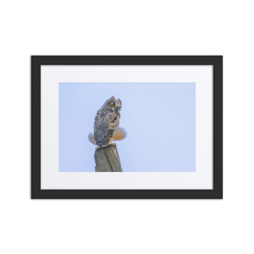 Baby Great Horned Owl! Framed poster