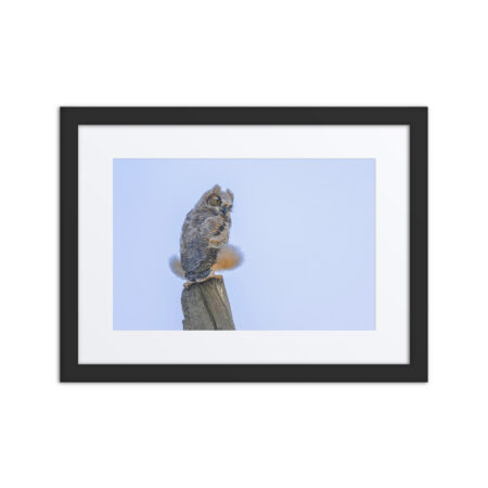Baby Great Horned Owl! Framed poster