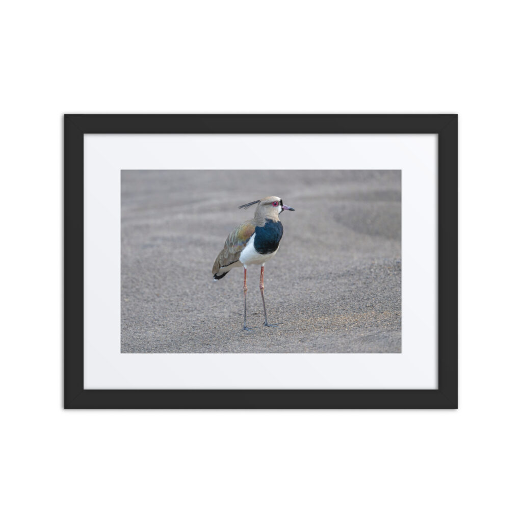Southern lapwing! Framed poster