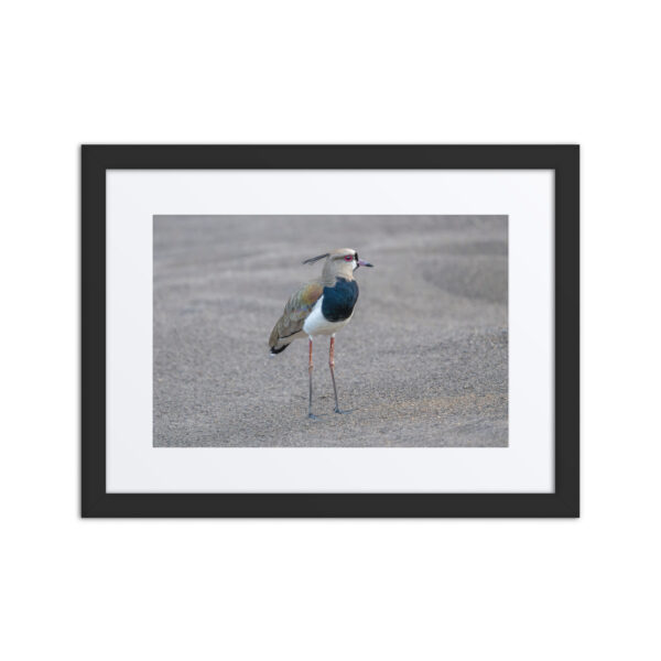 Southern lapwing! Framed poster