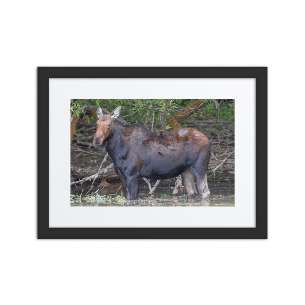 Portrait of a Mama Moose! Framed poster