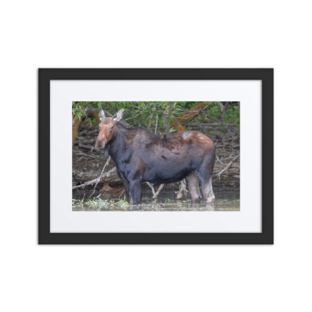 Portrait of a Mama Moose! Framed poster