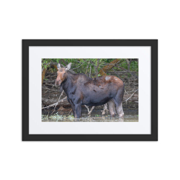 Portrait of a Mama Moose! Framed poster