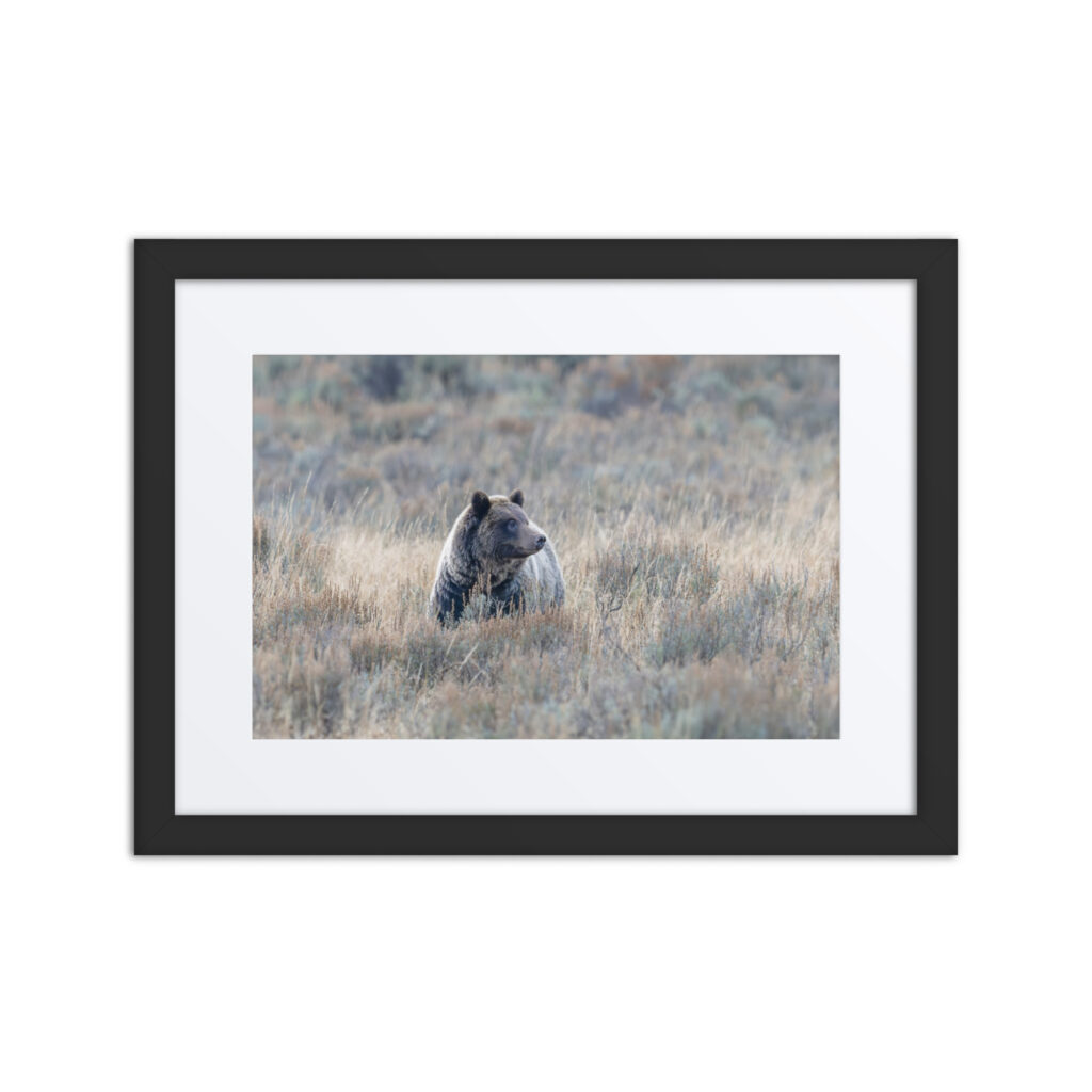 Grizzly bear! Framed poster