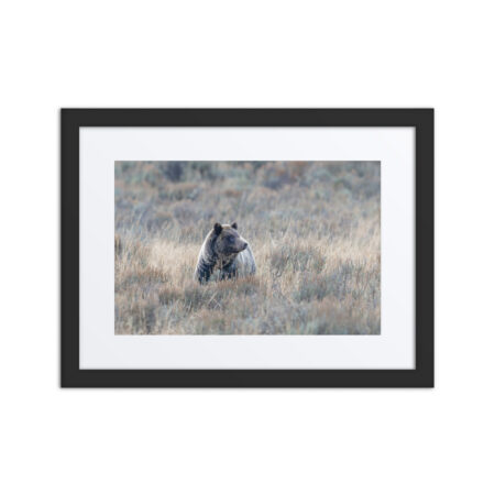 Grizzly bear! Framed poster