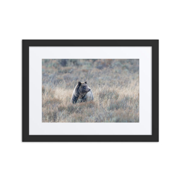 Grizzly bear! Framed poster