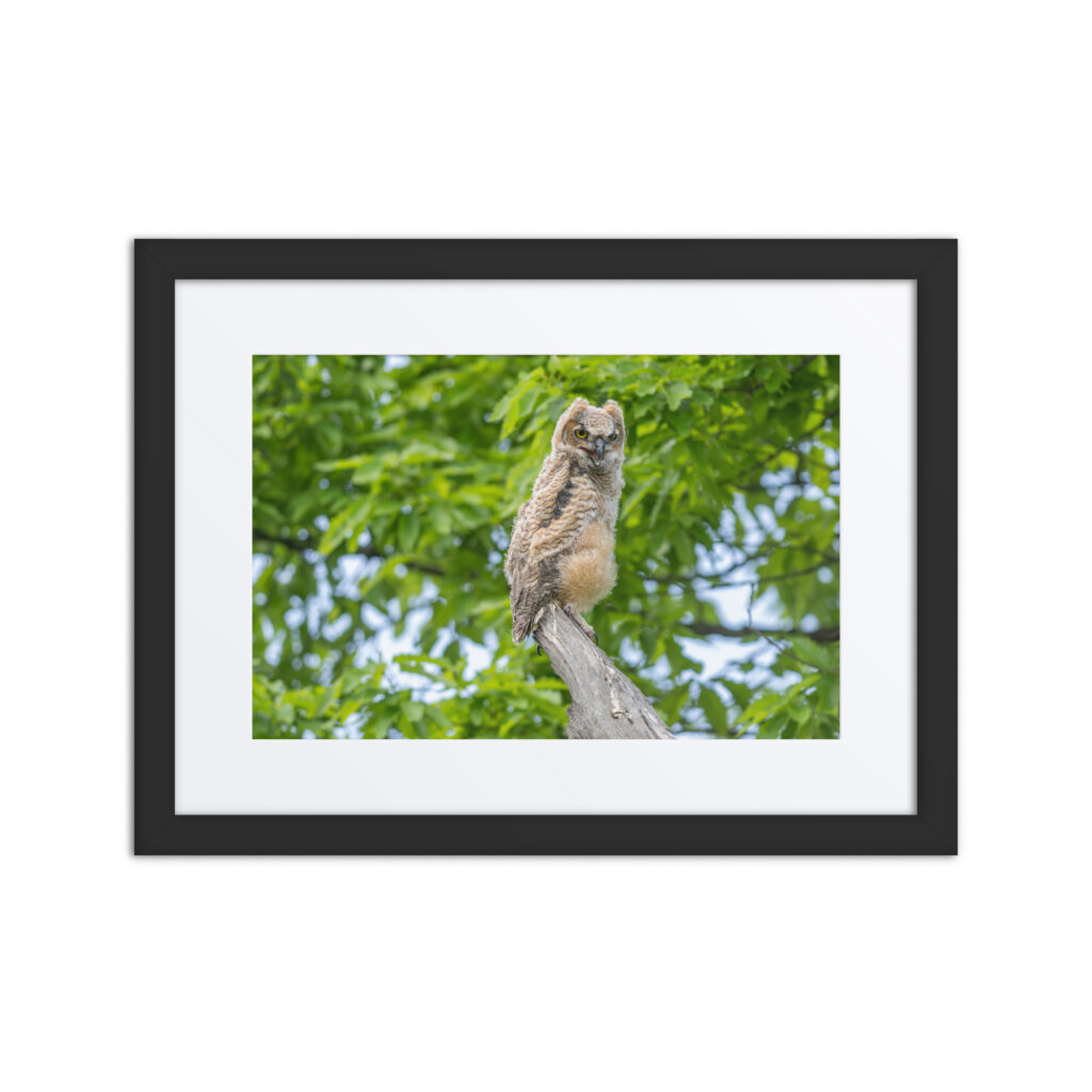 Baby Great horned owl! Framed poster