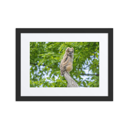 Baby Great horned owl! Framed poster
