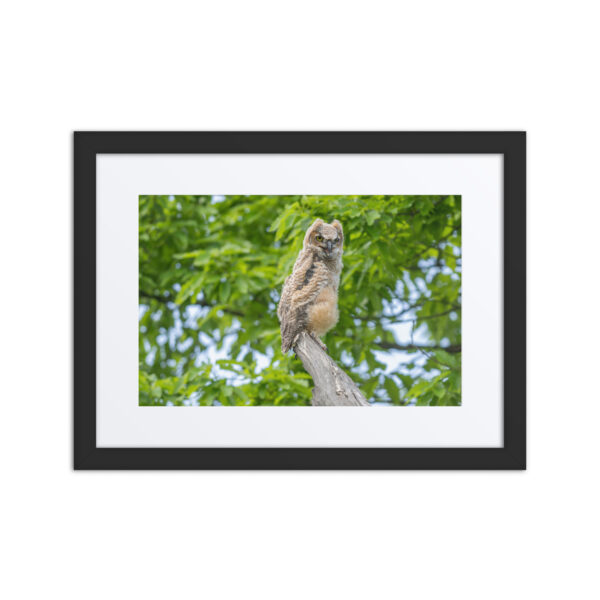 Baby Great horned owl! Framed poster