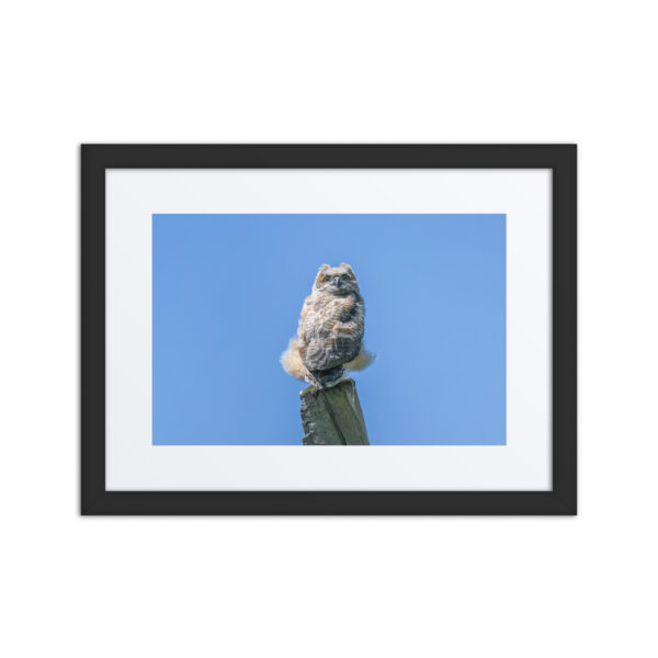 Baby Great horned owl! Framed poster