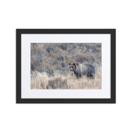 Grizzly bear! Framed poster