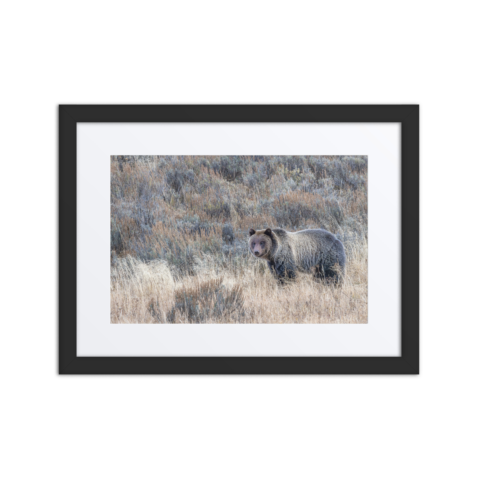 Grizzly bear! Framed poster