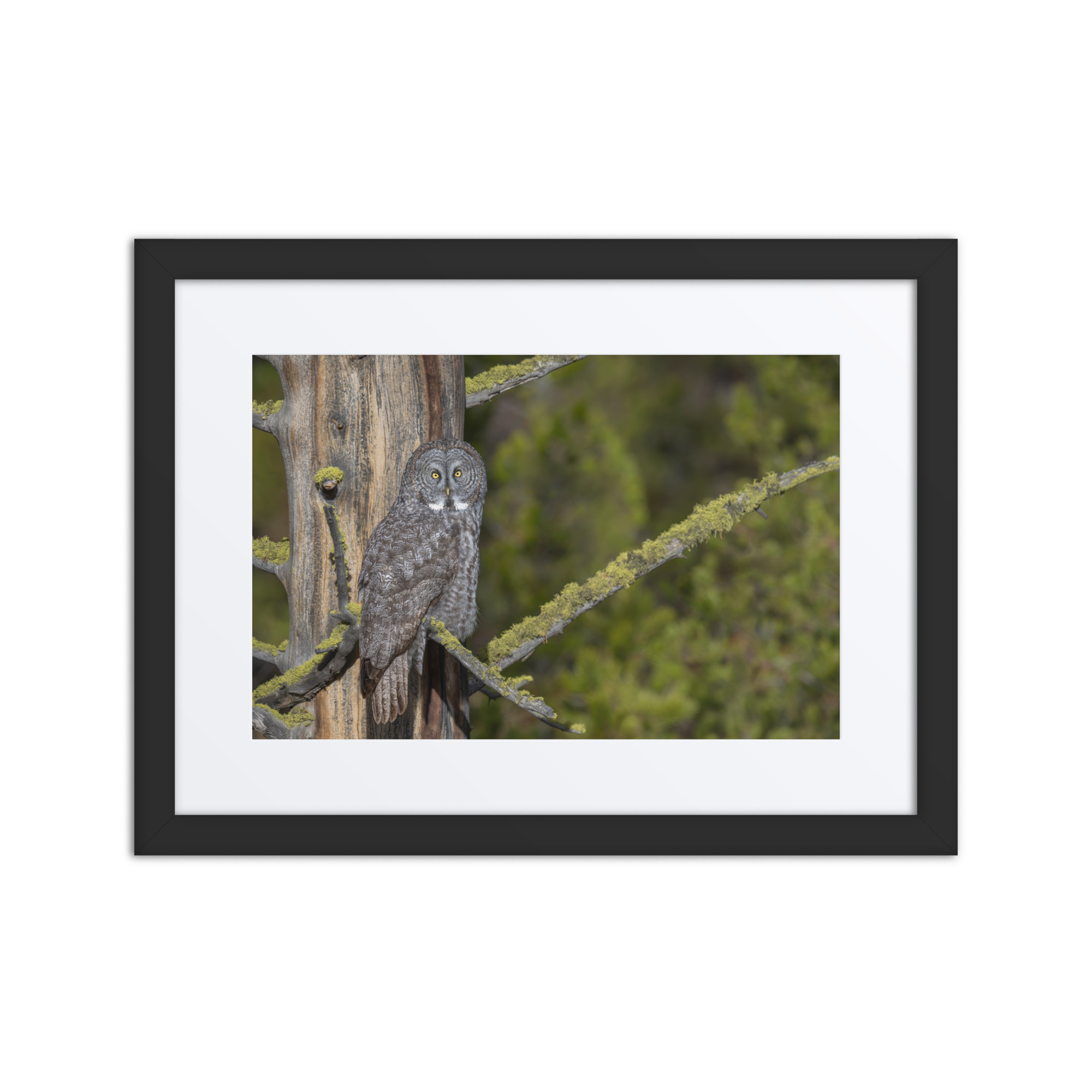 Great Grey Owl Basking in the Sun! Framed poster
