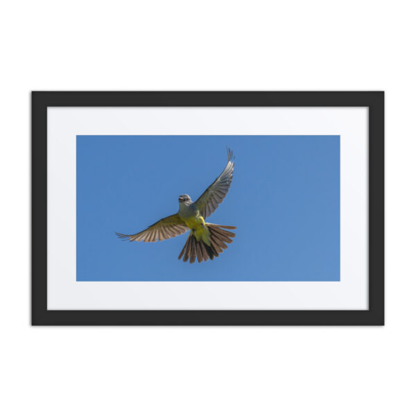 Western Kingbird Hovering Blue Sky! Framed poster - Image 2
