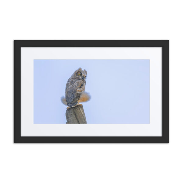 Baby Great Horned Owl! Framed poster - Image 2