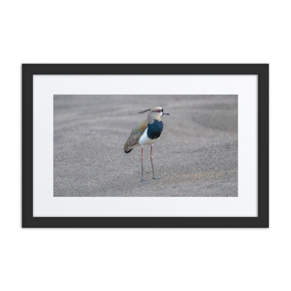 Southern lapwing! Framed poster - Image 2