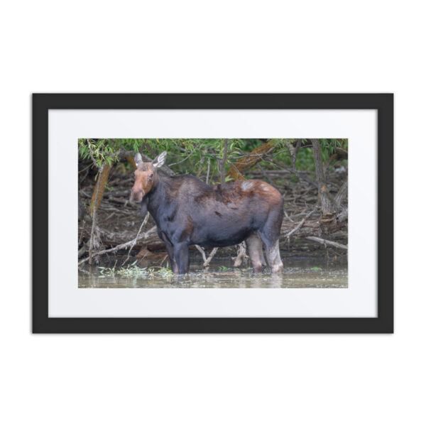 Portrait of a Mama Moose! Framed poster - Image 2