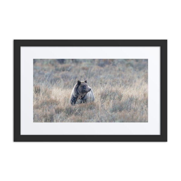 Grizzly bear! Framed poster - Image 2