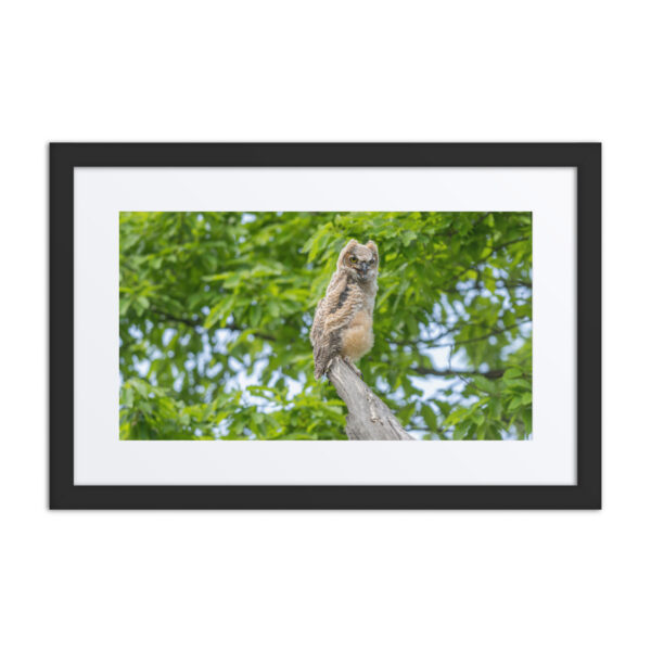 Baby Great horned owl! Framed poster - Image 2