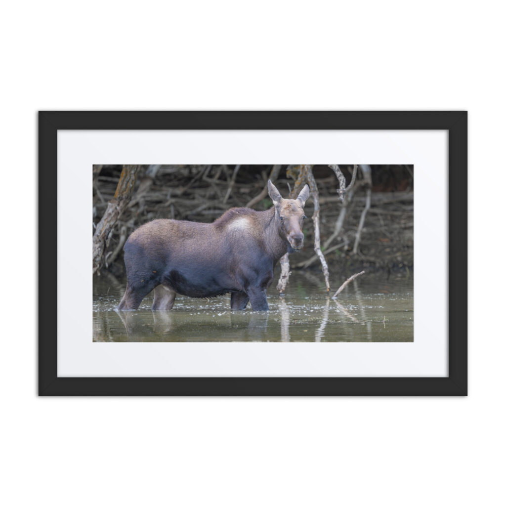 Baby Moose! Framed poster