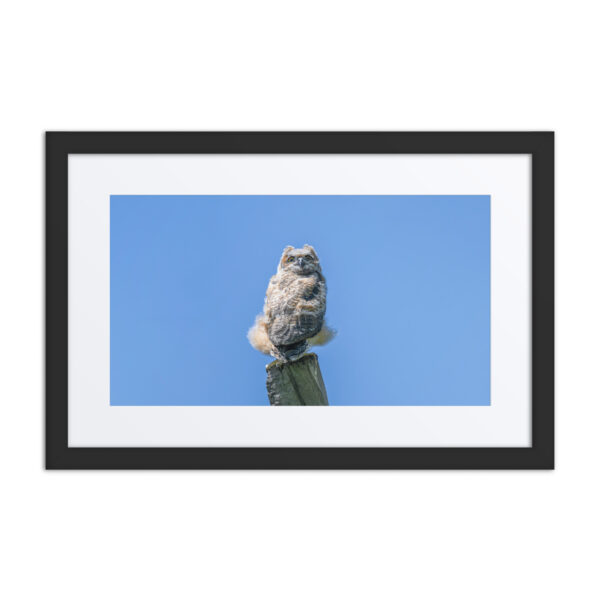 Baby Great horned owl! Framed poster - Image 2