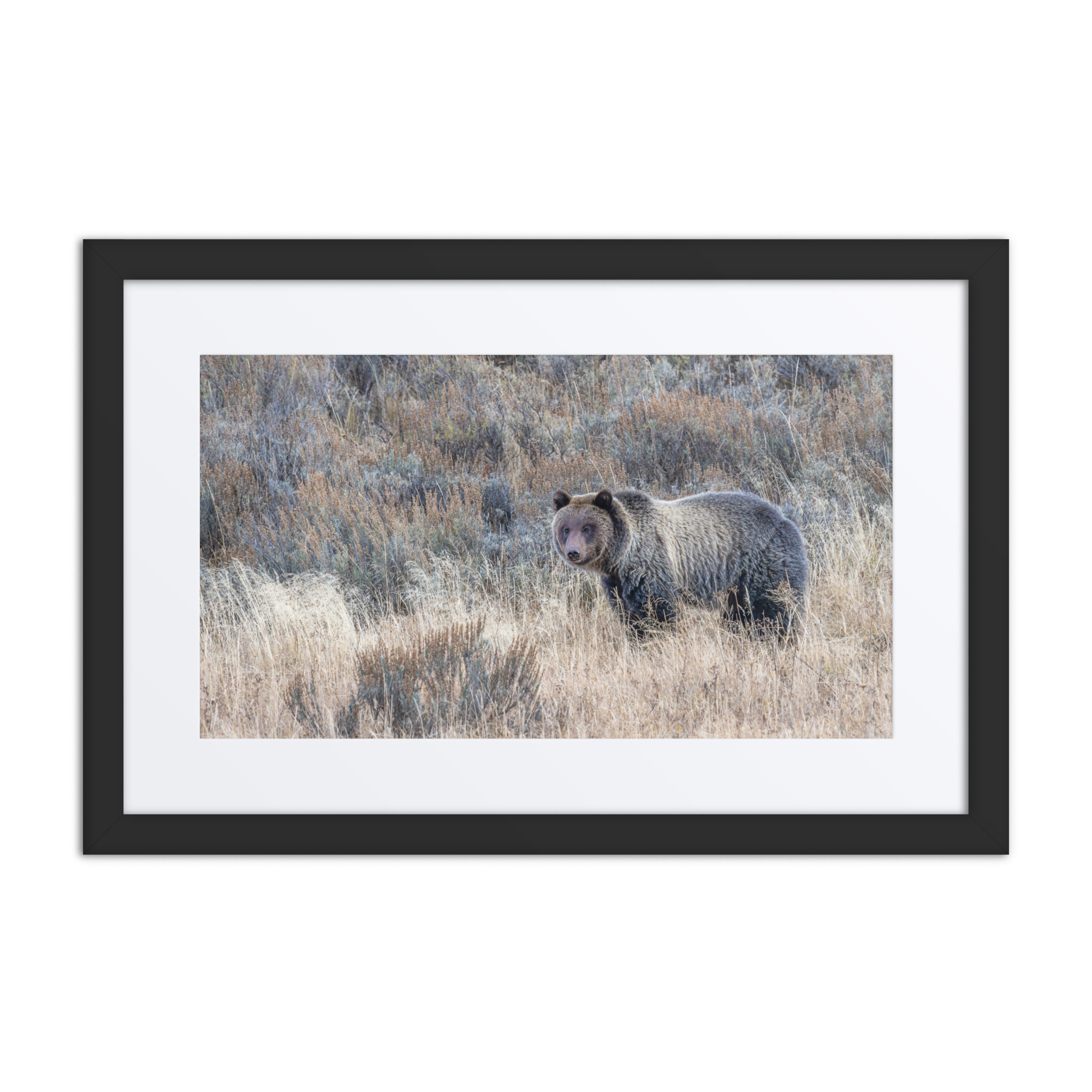Grizzly bear! Framed poster - Image 2