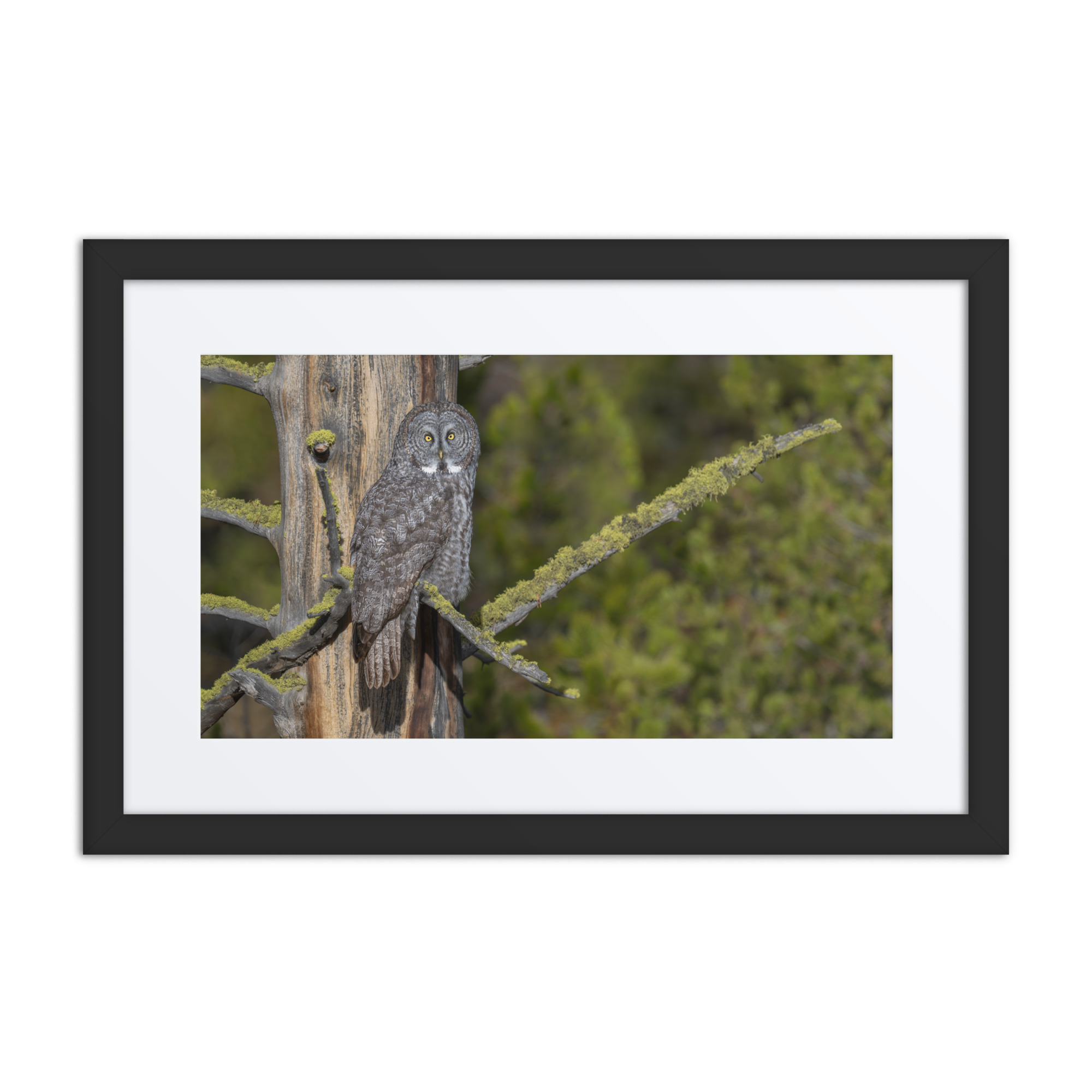 Great Grey Owl Basking in the Sun! Framed poster - Image 2
